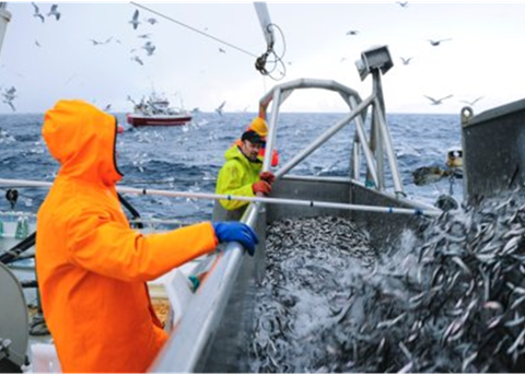 This year to date, exports of pelagic fish are valued at NOK2.8bn, 23% more than in the same period last year. Photo: Johan Wildhagen ©NSEC