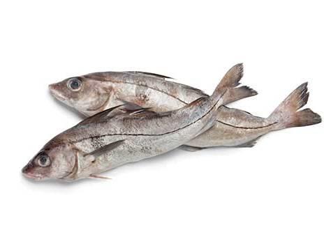 Popular fish such as haddock could become less common on our menus due to warming seas