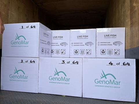 GenoMar tilapia broodstock