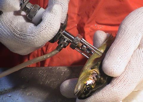 Pharmaq is investing in new fish vaccine production facilities close to home Photo: Pharmaq