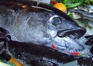 Bluefin tuna. Credit: Julie Bedford, NOAA