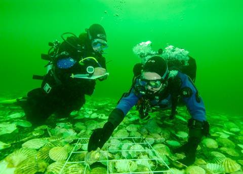 native European oysters