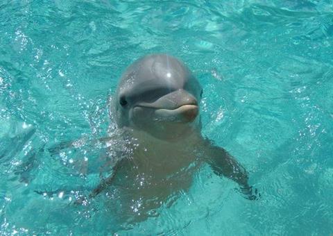 Companies certified by Friend of the Sea must also be certified Dolphin-Safe by the Earth Island Institute. © Annabel Smithers