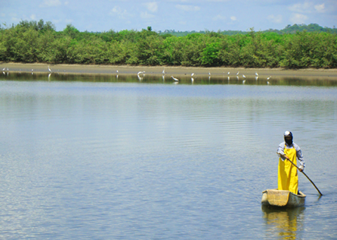 OMARSA has become the first shrimp producer to gain ASC certification