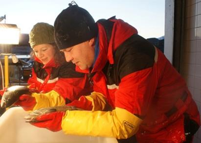 Technicians Ingrid Strømmen Stadsnes and Trond Erlandsen at Averøy count lice on salmon from SalmoBreed. Credit: Bjarne Gjerde, Nofima
