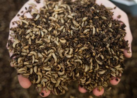 Farming flies can help aquaculture become more sustainable Photo: Entocycle