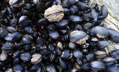 Cornish Mussels
