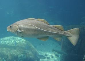 Atlantic cod © J. D. Taylor / WWF-Canada