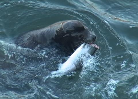 California sea lions consuming salmon just below the Columbia River’s Bonneville Dam. Credit: With permission from the US Corps of Engineers