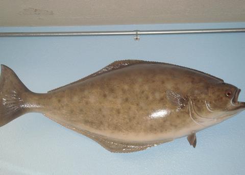 Overfished Atlantic halibut could struggle to recover to healthy levels