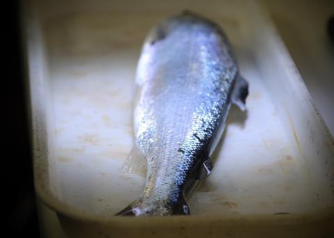 Drive to increase harvests of Scottish salmon has received a £1.76m boost