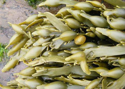 NETZSCH has a smart pump solution to convey de-watered Ascophyllum Nodosum