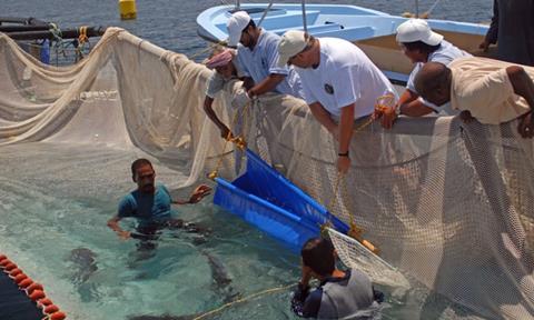 Lifting amberjack broodstock. Consultant Brian Blanchard (centre in white shirt) was brought in from Canada to assist. Nasruddin Ali Al-ameen (far right) is manager of overseas projects.