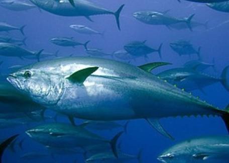 Member States will pool their control and inspection resources to monitor fishery activities