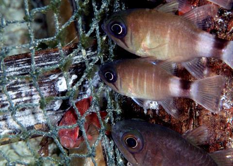 Flexibility is key to discard regulations, says DAG. ©Wolcott Henry 2005/Marine Photobank