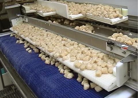 The MBF 3000 processing line will process up to 6,500 pounds of scallops per hour
