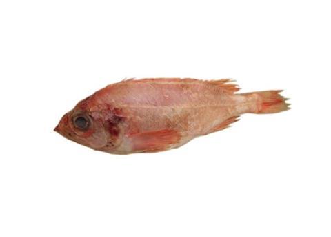 Golden redfish fishing concentrates in the late winter and early spring