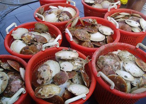 The programme is designed to help bring the US$559m United States sea scallop fishery back from the brink of collapse. Photo: NEFSC/NOAA