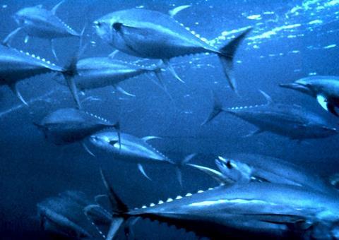 yellowfin tuna