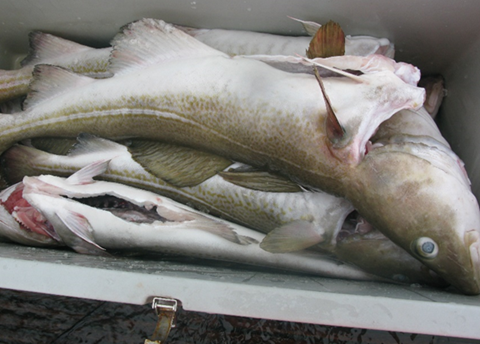 Super cooled fish, stored in tub without ice. Crredit: Skaginn/3X Technology