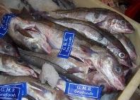 Molecular methods make it possible to verify where fish - such as these haddock - were caught. © Erik Lindebo, 2007