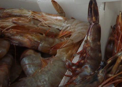 Tiger prawns