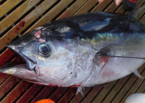 The stock of yellowfin tuna in the Indian Ocean is vulnerable Photo: NOAA