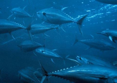 School of bluefin tuna. Credit: NOAA Fisheries Service