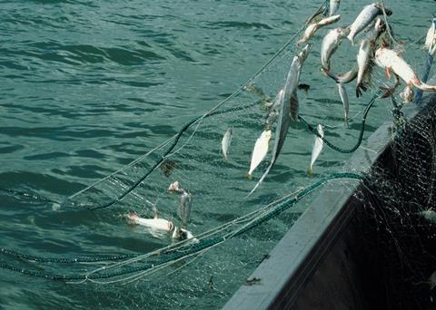 AFMA is developing a Protected Species Strategy for Seabirds