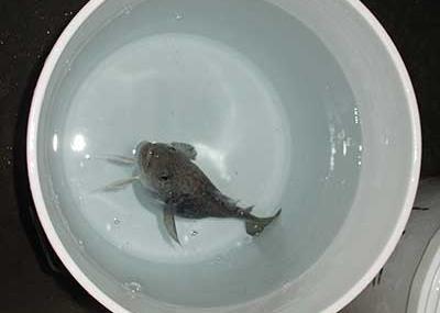 The new NOAA research suggests that Arctic cod may be the most vulnerable to warming ocean waters. Photo: NOAA Fisheries