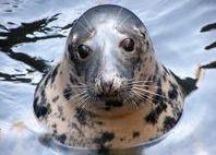 Amanda lives at Skansen zoo and only eats MSC-labelled herring. Credit: Linda Askelund