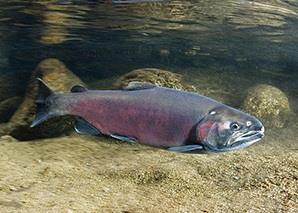 Coho salmon was one of the stocks successfully rebuilt in 2012