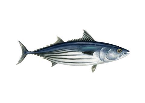 skipjack tuna