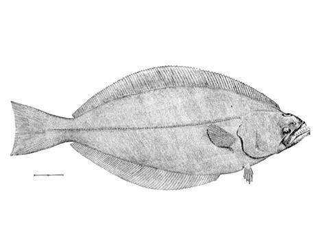 All Greenland halibut caught by EU fisheries is now sustainable Photo: MSC