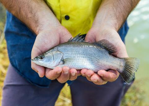Skretting has a new model to assist barramundi farming Photo: Skretting
