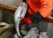 It will be very useful for if fish which arrives in the afternoon can be stored ungutted until the following day. Photo: Frank Gregersen. ©Nofima