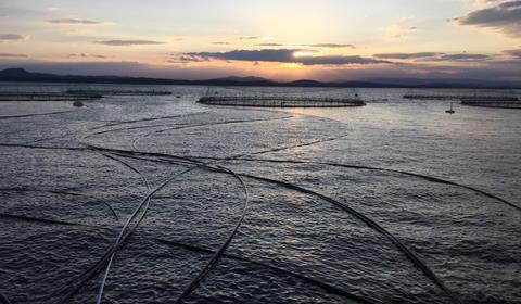 “We looked to Norway, where the health status of the country’s farmed salmon is publicly available in real time,” explained Manolin’s Tony Chen