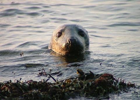 The study found that seals are eating up more than 40% of the total cod stock