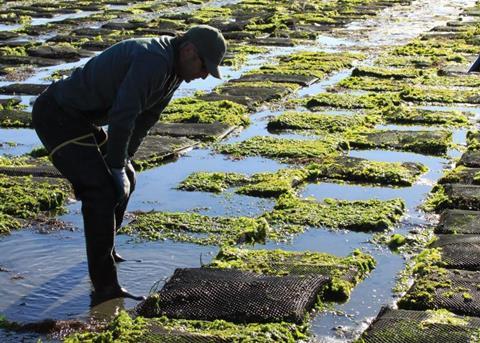 Pictured here is oyster aquaculture in Bodega Bay, California. Credit: NOAA