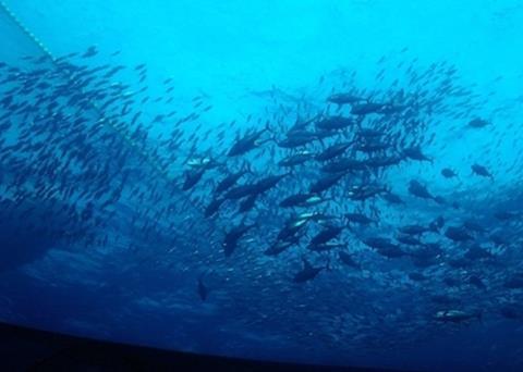 Thai Union Group is meeting its tuna commitment pledge Photo: Thai Union Group