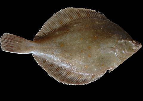 Plaice from the North Sea. ©Hans Hillewaert/CC-BY-SA-3.0