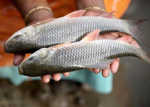 Scientists need to better understand the impacts of climate change on aquaculture, says WorldFish. Credit: WorldFish