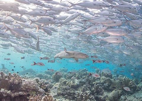 Europêche hits back at claims that fishing is contributing to an unprecedented decline in species Photo: Europêche