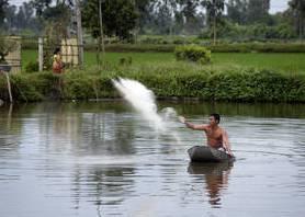 Aquaculture has more potential, especially in Asia and Africa. A man feeds his pond fish in Nhan My, Vietnam