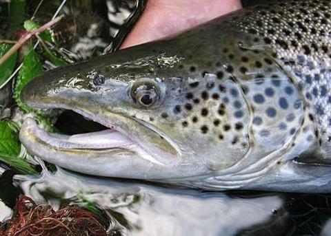 Kilic Group were keen to be tested against the new ASC Trout standard