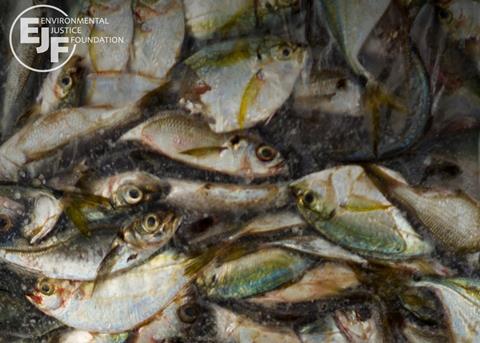 Oman has closed its ports to vessels suspected of engaging in IUU fishing in Somalia. Credit: Environmental Justice Foundation