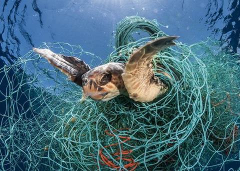 Turtle caught in fishing gear