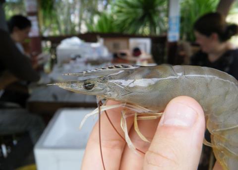 Cefas's disease prevention expertise has been recognised by the World Organisation for Animal Health Photo: Cefas