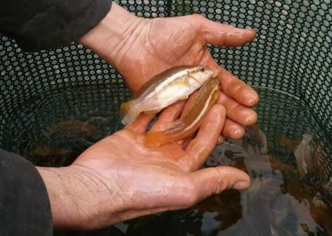 SAIC says the use of wrasse to control sea lice in salmon fish farms could productivity and reduce the use of medicines in the industry. Photo: Scottish Sea Farms