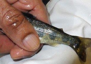 Research at Nofima indicates that removal of the farmed salmon’s adipose fin can be the easiest and cheapest method. Photo: Velmurugu Puvanendran © Nofima